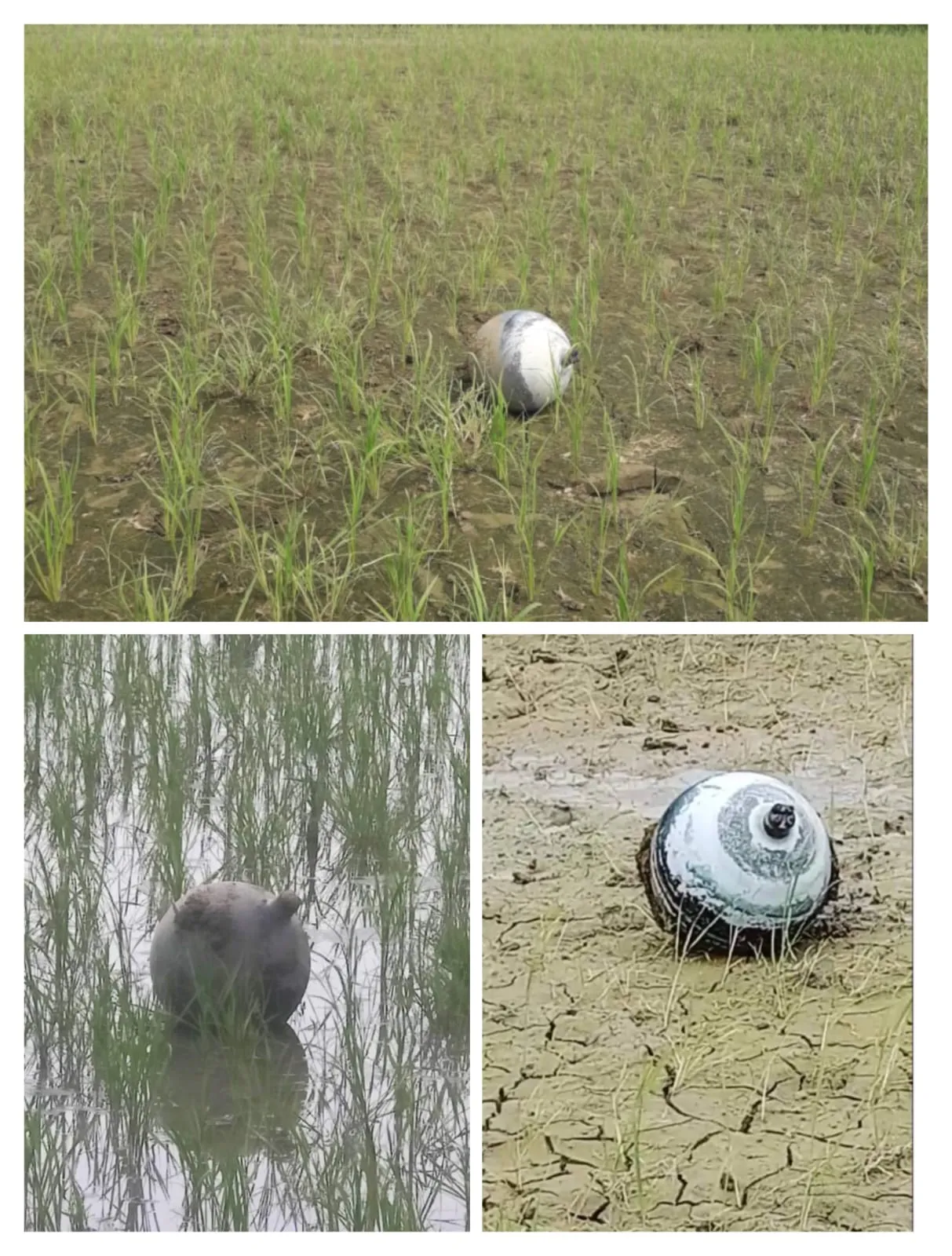 Gwalior में भितरवार के गांवों में खेतों में मिले गोले