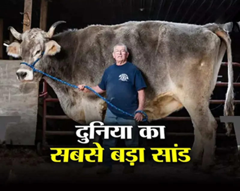 गिनीज बुक में दर्ज है America का ये सांड, हर रोज की डाइट सुनकर रह जाएंगे हैरान