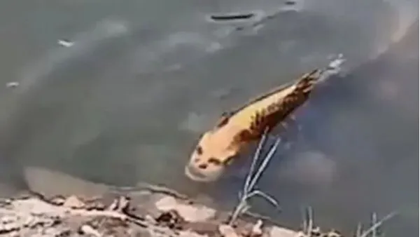 China की झील में दिखाई दी जलपरी जैसी मछली -इंसानों से मिलता-जुलता चेहरा है इस मछली का