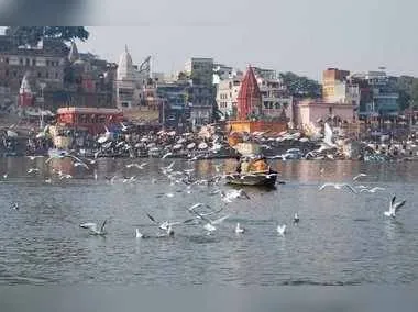 रूस-यूक्रेन युद्घ का असर, साइब्रेरियन पक्षियों से बनारस के घाट हुए वीरान