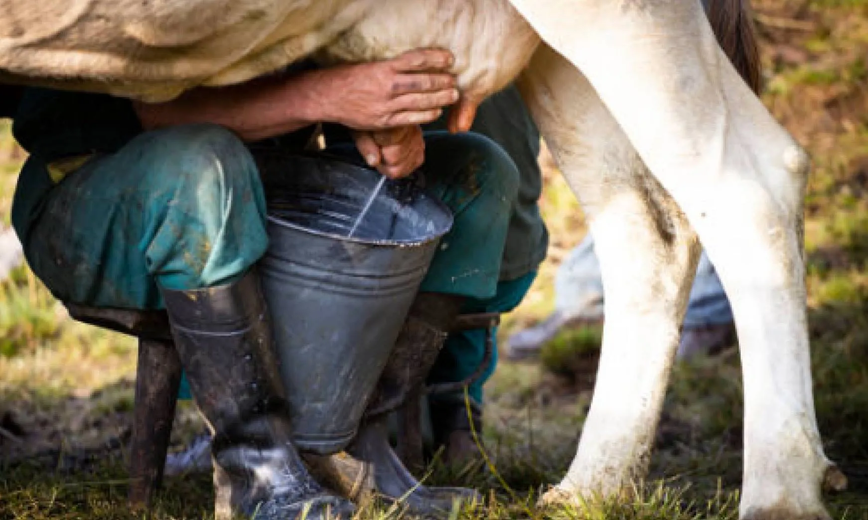 New experiment: संगीत की धुनों पर थिरककर गायें देती हैं ज्यादा दूध
