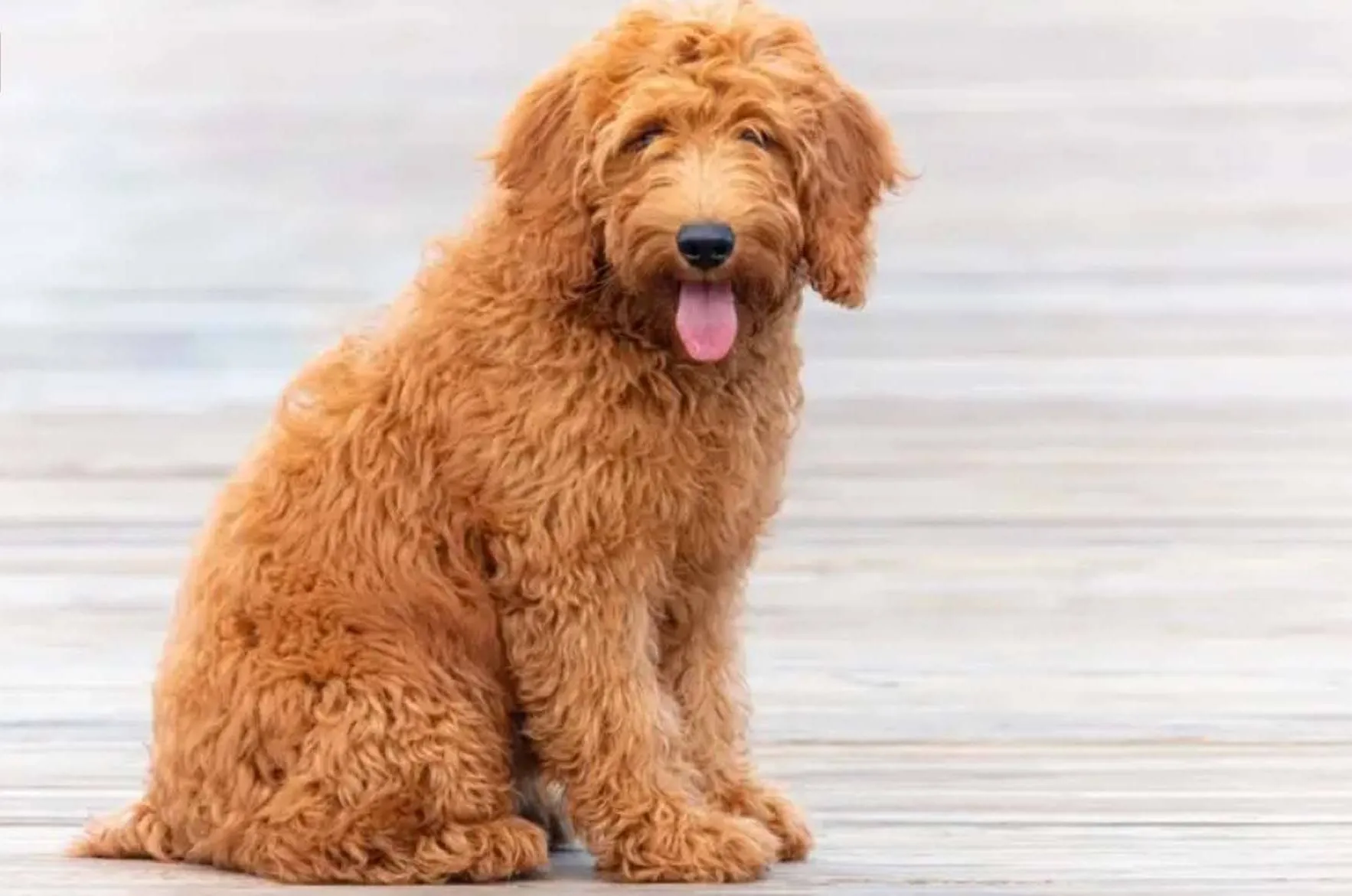 करोड़पति कुत्ता, ‎फिर भी लगातार कमाई करने में व्यस्त