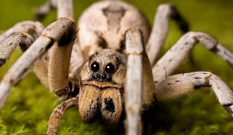 खतरनाक मकड़ी के काटने से बच्चा पहुंचा Hospital