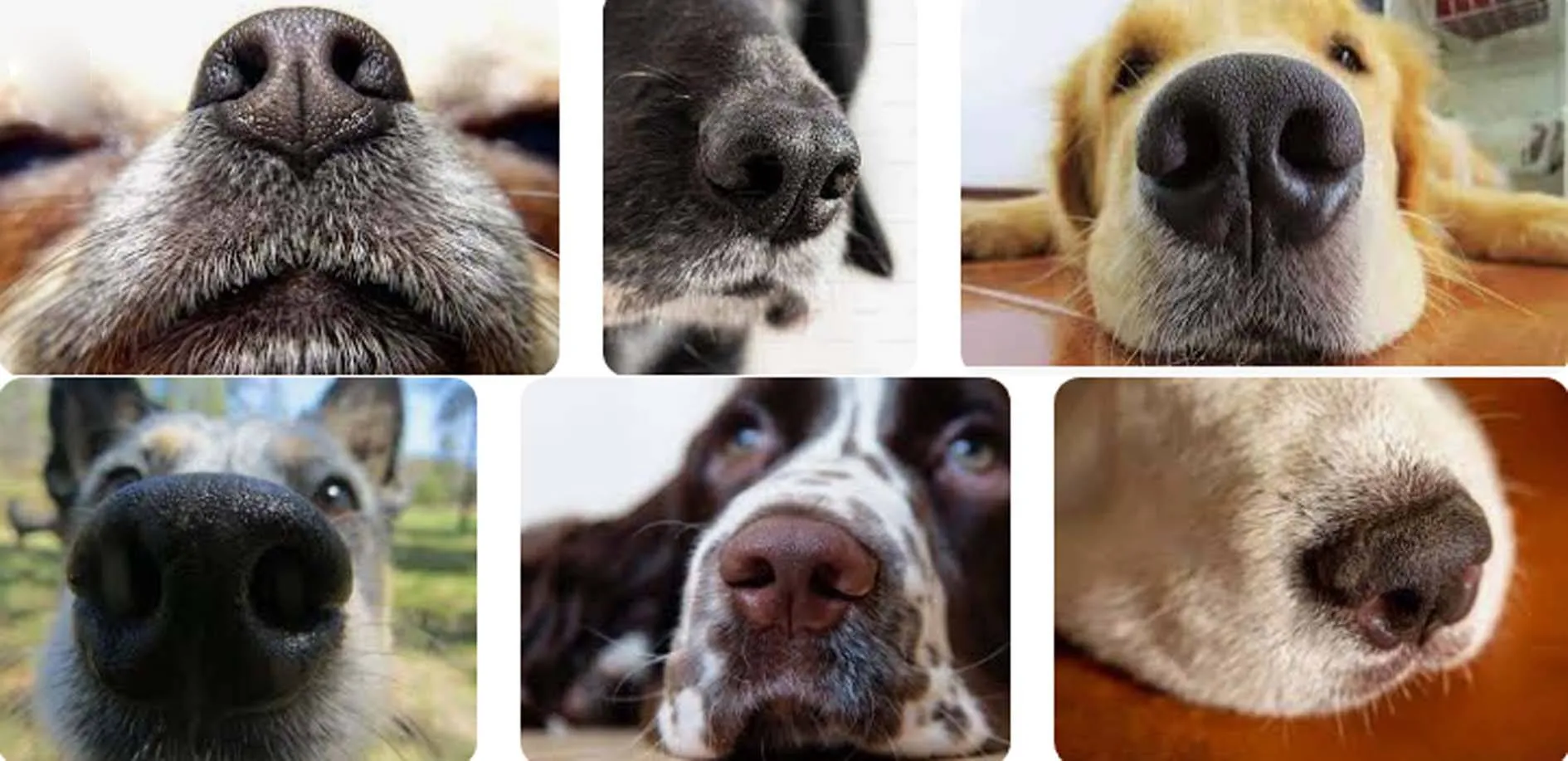 Nose देखकर लगा सकते है कुत्तों के जीवन का अनुमान