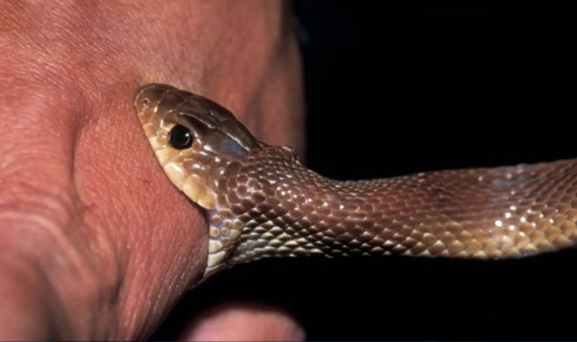 क्यों गर्मी के दिनों में बढ़ जाती हैं Snake Bites की घटनाएं