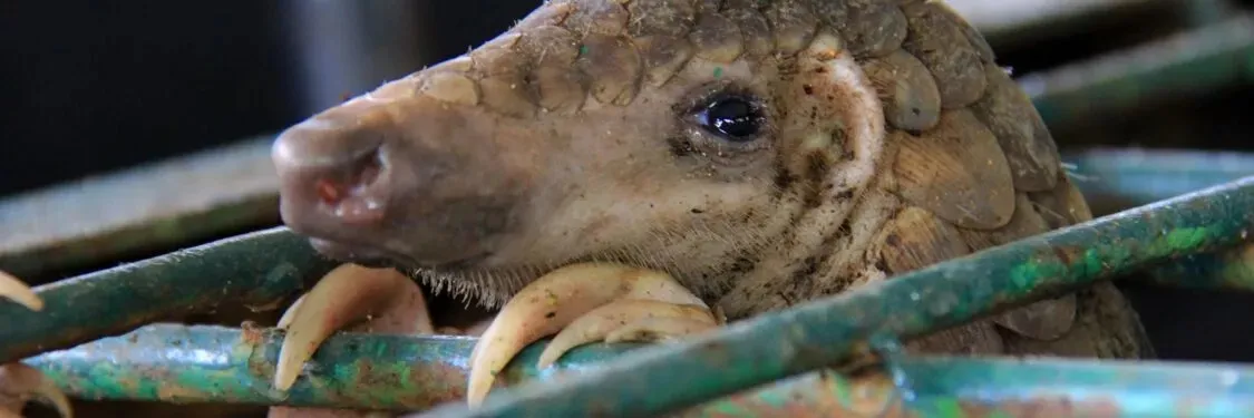 प्रतिबंधित Animals का मांस सप्लाई कई दिग्गज शामिल