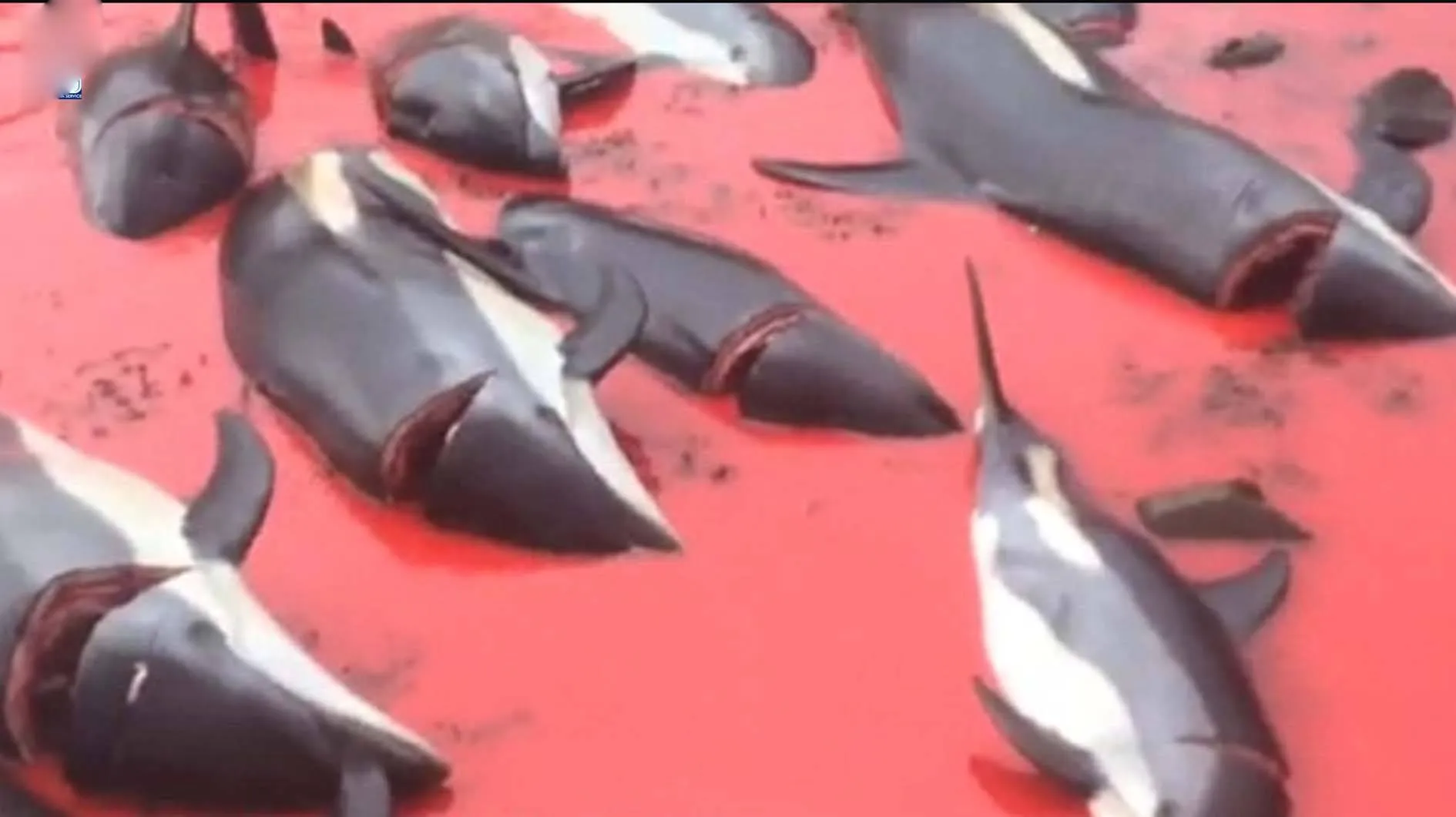 हजारों डॉल्फिन को निर्दयतापूर्वक मार दिया जाता है Japan में