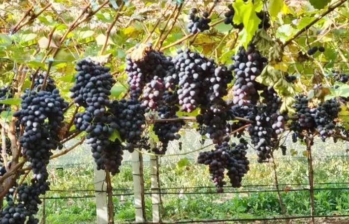 Tamil Nadu में अंगूर की पैदावार में भारी गिरावट की आशंका