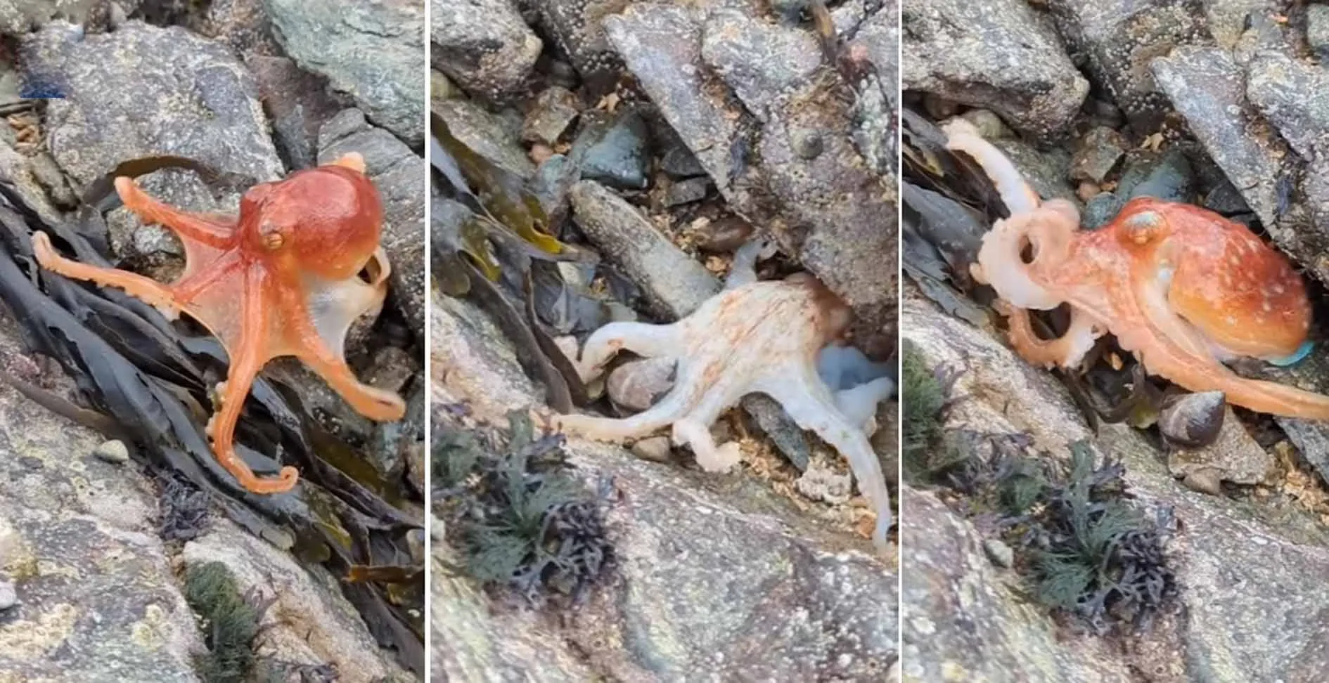 पहली बार Octopus को देखा गया रंग बदलते हुए