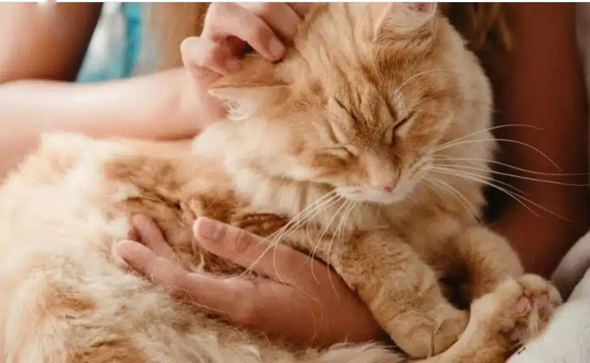 बिल्लियां इंसानों के साथ बना लेती हैं गहरा नाता