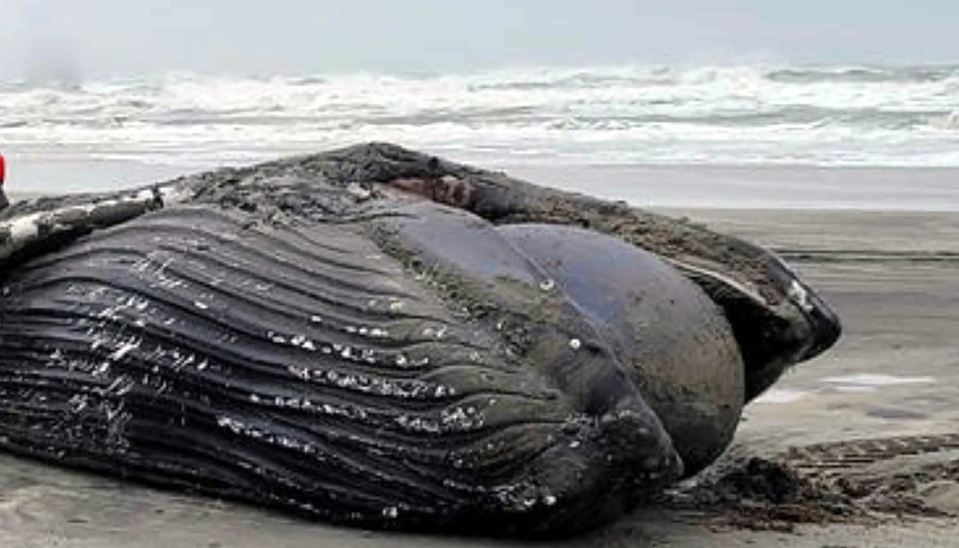 Sea में बहकर आई दुनिया की सबसे दुर्लभ और भारी भरकम व्हेल मछली