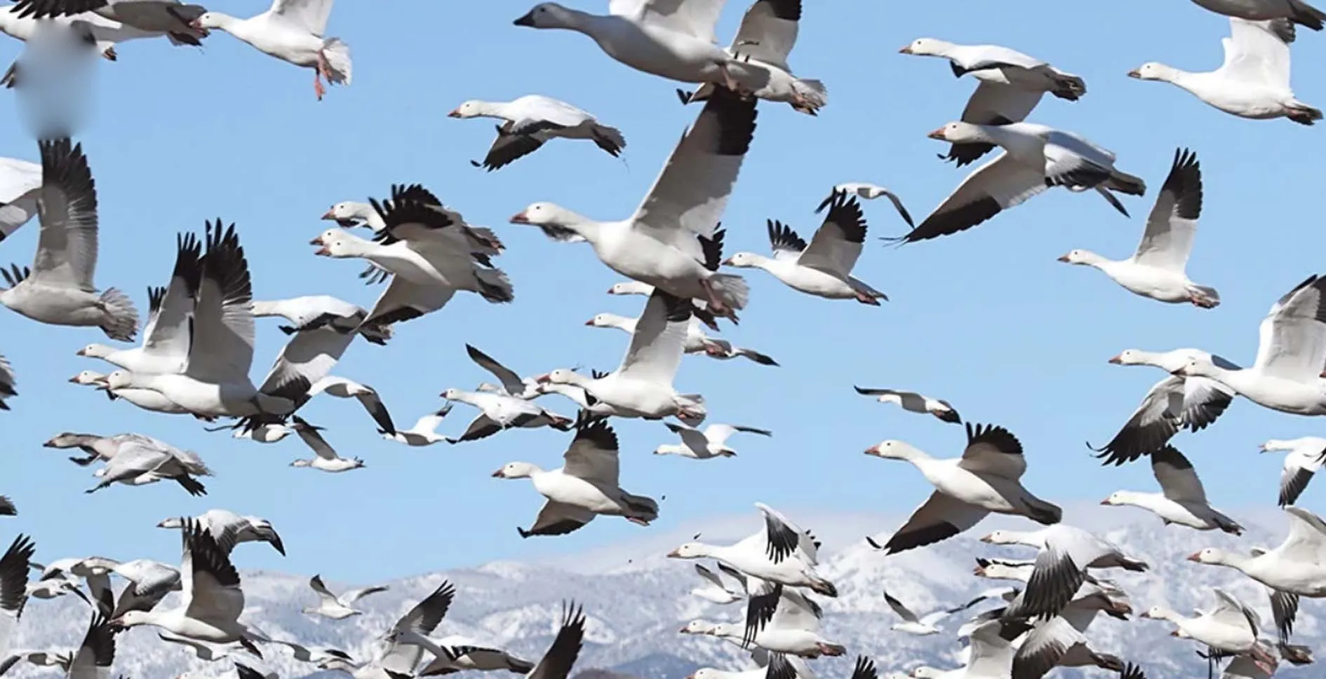 गर्मी का असर पडता है पक्षियों की Population पर भी