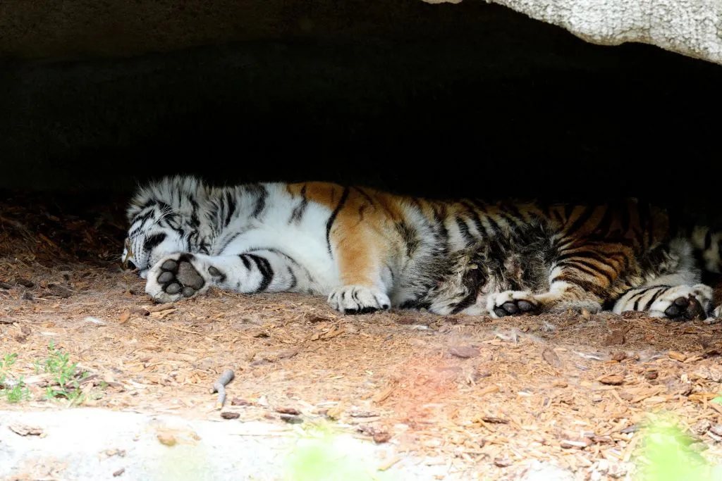 Bird flu का प्रकोप, वियतनाम के चिड़ियाघरों में 47 बाघों की मौत ने बढ़ाई चिंता