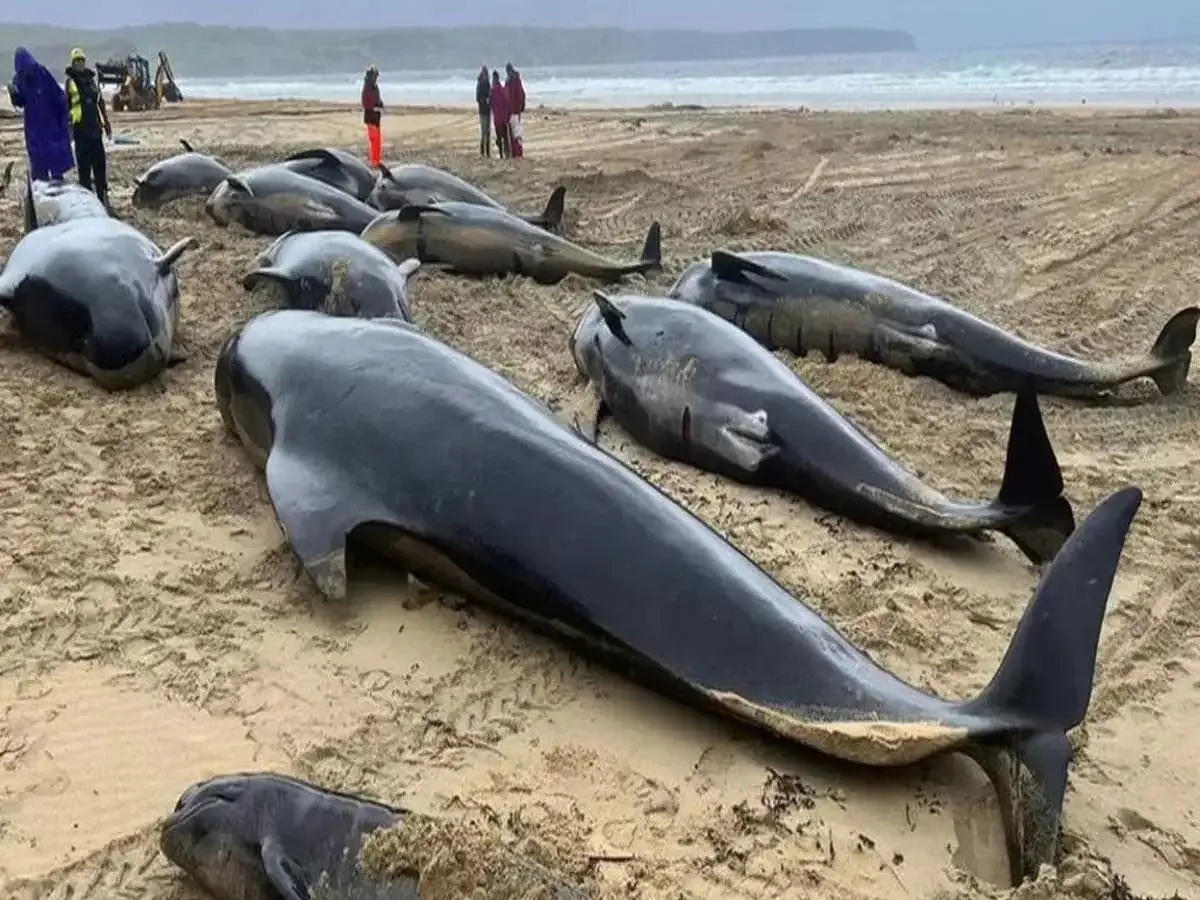 भूकंप के बाद आई सुनामी से समुद्र तट में फंसी Whale मछलियों ने बढ़ाई चिंता