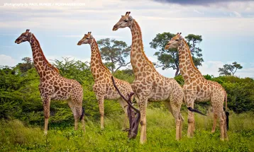 Giraffe की एक नहीं बल्कि चार अलग-अलग प्रजातियां मौजूद