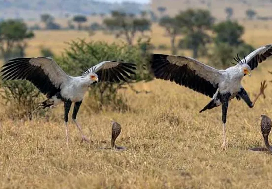 जहरीले  सांपों के लिए सीधे मौत का पर्याय है Secretary Bird पक्षी