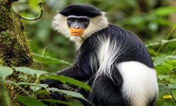 16 साल की लंबी खोज के बाद दुनिया को मिला नारंगी होंठों वाला नया Monkey लिक्वेली