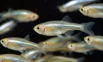 छोटी सी Medaka fish दिन में 27 बार बनाती है संबंध: शोध